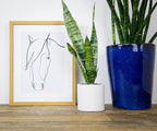 Sansevieria Zeylanica, Live Snake Plant Live Indoor Plants Live Houseplants, Live Plants Indoor Plants, Live Plants Indoor Low Light, Potted Plants, House Plants for Delivery Prime by Plants for Pets