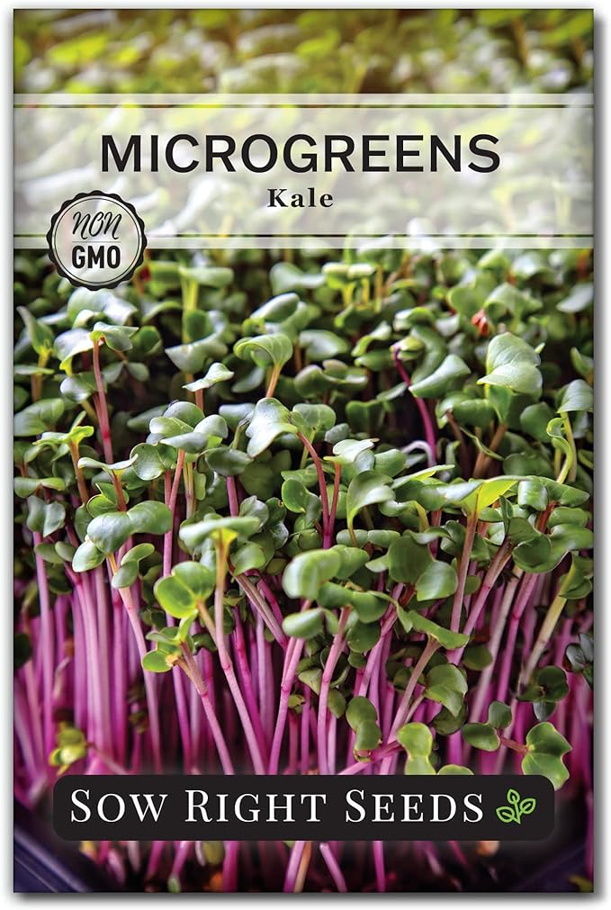 Sow Right Seeds - Red Kale Microgreen Seed for Growing - Instructions to Grow Your Own Delicious and Healthy Microgreens - Plant Indoors with no Special Equipment - Super Easy Superfood Sprouts