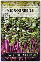 Sow Right Seeds - Red Kale Microgreen Seed for Growing - Instructions to Grow Your Own Delicious and Healthy Microgreens - Plant Indoors with no Special Equipment - Super Easy Superfood Sprouts
