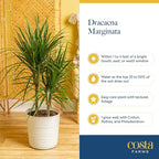 Costa Farms Dracaena Indoor/Outdoor Live Plant in Grower Pot, Easy‑Care Tropical Green Foliage Houseplant for Patio, Porch, Balcony, Deck & Home Décor, 16–24 Inches Tall, Pack of 4