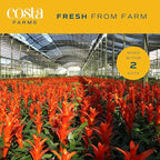 Costa Farms Live Bromeliad Indoor Plant, Red Guzmania Blooming Houseplant in Grow Pot, Tropical Tabletop Decor, Fresh From Farm, 12-Inches Tall