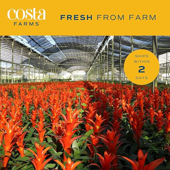 Costa Farms Live Bromeliad Indoor Plant, Red Guzmania Blooming Houseplant in Grow Pot, Tropical Tabletop Decor, Fresh From Farm, 12-Inches Tall