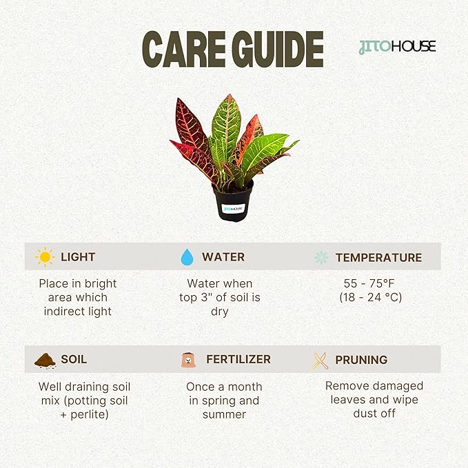 Croton Petra Live Plant in 4” Nursery Pot – Colorful Tropical Indoor Houseplant with Red, Yellow & Green Foliage, Air Purifying Full Size Plant for Home Office Décor, Easy Low Maintenance – JitoHouse