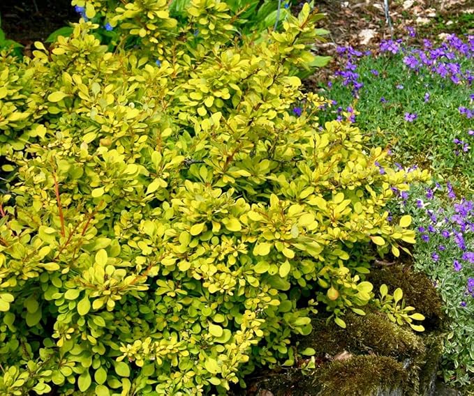Aurea Golden Japanese Barberry - Live Plant - (1 QT)