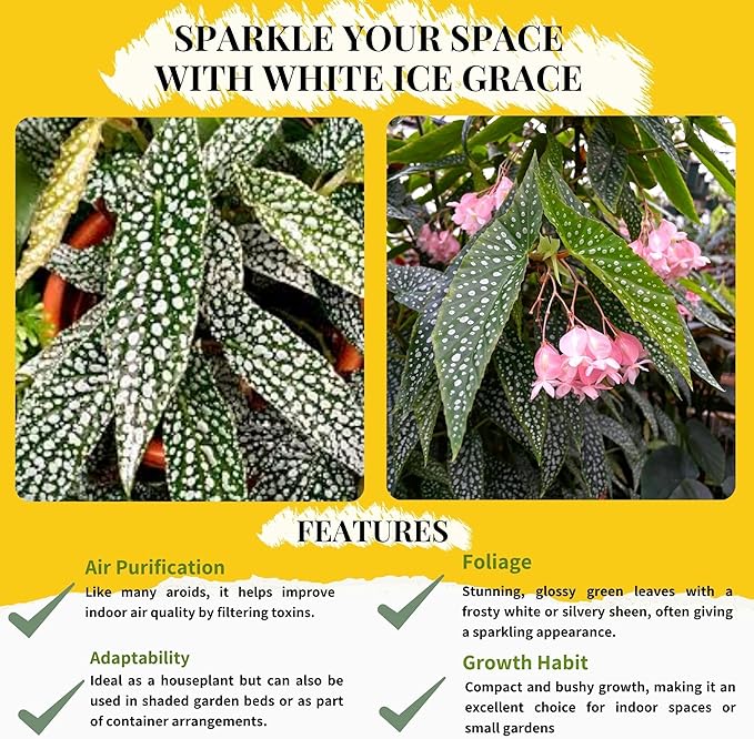 Begonia White Ice Live Plant in 4.5-Inch Hanging Pot - Elegant Tropical Houseplant with Shimmering Silver Leaves - Air Purifying Indoor Plants for Home Office Wedding Decor & Gift (Heat Pack Incuded)
