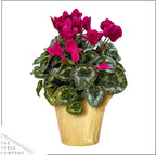 Live Flowering Cyclamen - Purple with White Edges - Long Lasting Indoor Blooms - Beautiful Deco Cover - 12" Tall by 6" Wide in 1 Qt Pot