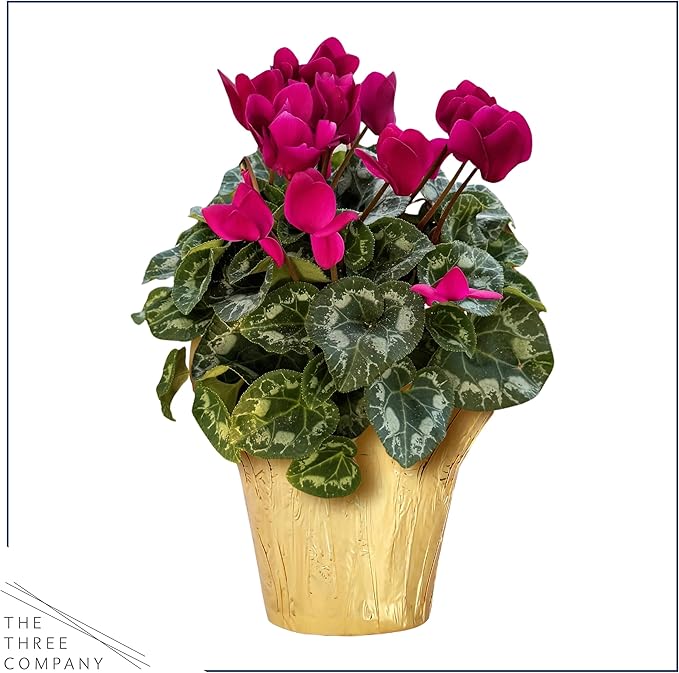 Live Flowering Cyclamen - Purple with White Edges - Long Lasting Indoor Blooms - Beautiful Deco Cover - 12" Tall by 6" Wide in 1 Qt Pot