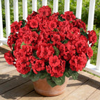 6 Bundles Red Artificial Geranium Flowers for Outdoors Spring Decor Geraniums Silk Flowers UV Resistant Lifelike Faux Flowers for Spring Indoor Outdoor Garden Patio Porch Balcony Home Decoration