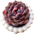 FWPP Succulents Plants Live Blueberry Succulent Plant, Bare Root Without Pot, Live Real Succulent for Indoor & Outdoor, Mini Succulent Plant, Natural Succulent Plants for House, Office and Garden