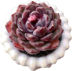 FWPP Succulents Plants Live Blueberry Succulent Plant, Bare Root Without Pot, Live Real Succulent for Indoor & Outdoor, Mini Succulent Plant, Natural Succulent Plants for House, Office and Garden
