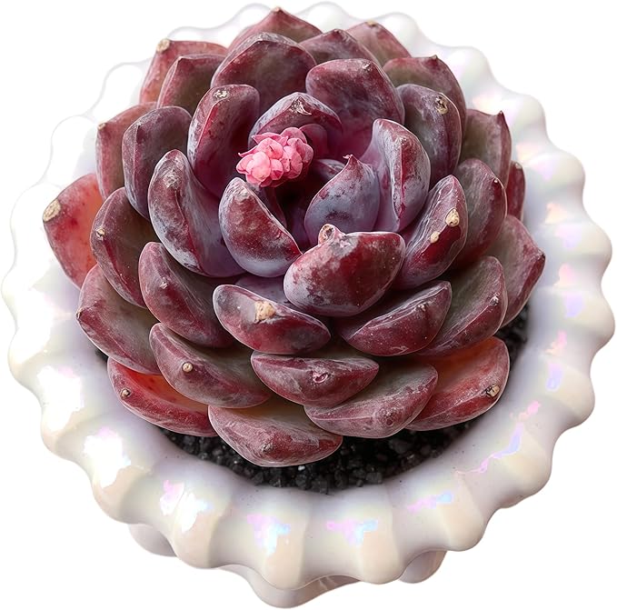 FWPP Succulents Plants Live Blueberry Succulent Plant, Bare Root Without Pot, Live Real Succulent for Indoor & Outdoor, Mini Succulent Plant, Natural Succulent Plants for House, Office and Garden