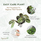 Red Prayer Plant, Red Maranta, Gorgeous Live Indoor Plant, Easy to Care and Rare Variety 4 inch Pot