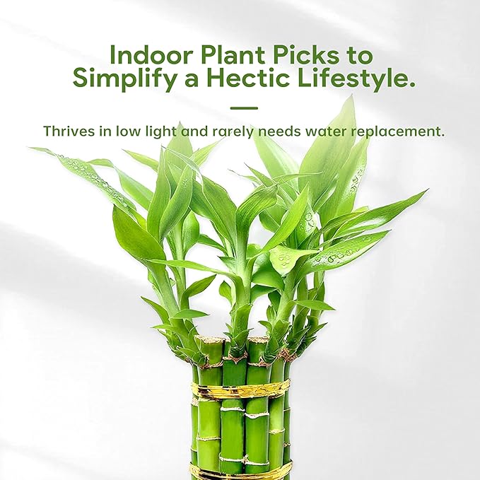 Lucky Bamboo Plants Live Indoor (10 Stalks, 6 Inch) - Fresh House Plants for Office Desk, Home Decor, for Positive Energy, Prosperity & Easy Care