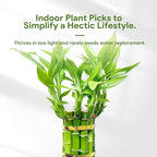 Lucky Bamboo Plants Live Indoor (10 Stalks, 6 Inch) - Fresh House Plants for Office Desk, Home Decor, for Positive Energy, Prosperity & Easy Care