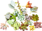 10 Mini Assorted Live Succulent Cuttings, No 2 Succulents Alike, Great for Terrariums, Miniature Gardens, and as Starter Plants. Live Succulents Plants for DIY Projects and Home Decor (10, Mini)