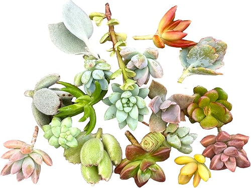 10 Mini Assorted Live Succulent Cuttings, No 2 Succulents Alike, Great for Terrariums, Miniature Gardens, and as Starter Plants. Live Succulents Plants for DIY Projects and Home Decor (10, Mini)