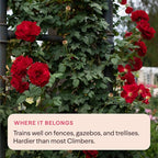 Heirloom Climbing Roses, Live Own Root Plant for Outdoor Garden, Lady in Red™, Lightly Fragrant, Hardiness Zones 4-10, Repeat Blooming
