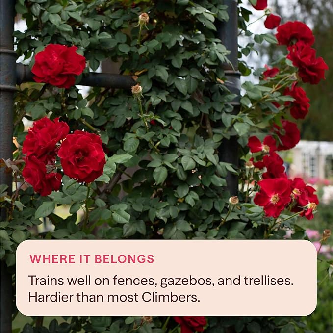 Heirloom Climbing Roses, Live Own Root Plant for Outdoor Garden, Lady in Red™, Lightly Fragrant, Hardiness Zones 4-10, Repeat Blooming