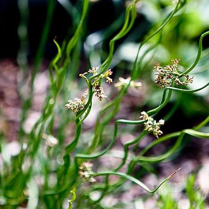 Chalily Corkscrew Rush, a Great Live Pond Plant for Your Water Garden. Filters The koi and Goldfish Pond. Good for Bogs, Plant Shelf or Shallow Water This marginal Aquatic is a Real Beauty