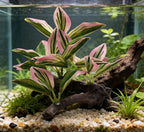 M2cbridge Fish Tank Plastic Soft Grass Artificial Betta Water Plants Decoration Goldfish Hide 2pcs (Pink)