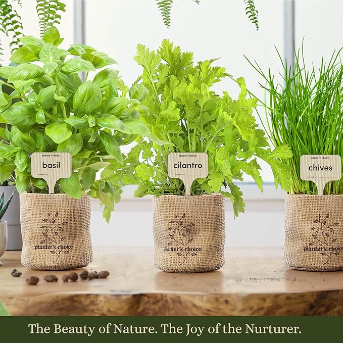 Planters' Choice Indoor Herb Garden Starter Kit - Coolest Gifts for Women - Birthday for Her - House Warming Gift New Home for Plant Lovers - Womens, Wife, Mom Presents - Gardening Herbs