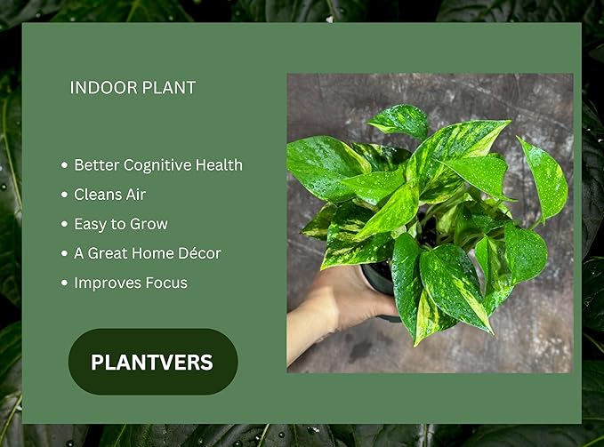 PLANTVERS Golden Pothos in a 4" Nursery Pot – Epipremnum Aureum – Live Vining Plant – Low Maintenance Indoor Plant – Air Purifying Houseplant – Easy Indoor Climbing Vine