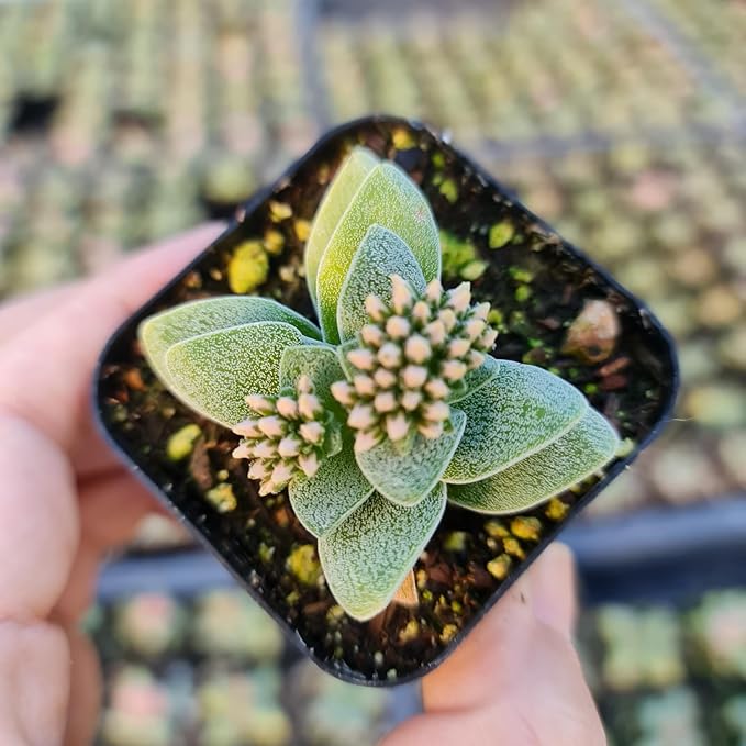 Live Cactus and Succulent Plants (2" Pot Crassula Morgan's Beauty)