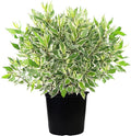 Cornus alba 'Ivory Halo' (Varigated Dogwood) Shrub, White Flowers with Varigated Foliage, #2 - Size Container