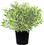 Cornus alba 'Ivory Halo' (Varigated Dogwood) Shrub, White Flowers with Varigated Foliage, #2 - Size Container