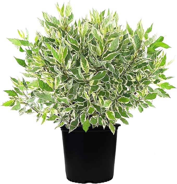 Cornus alba 'Ivory Halo' (Varigated Dogwood) Shrub, White Flowers with Varigated Foliage, #2 - Size Container