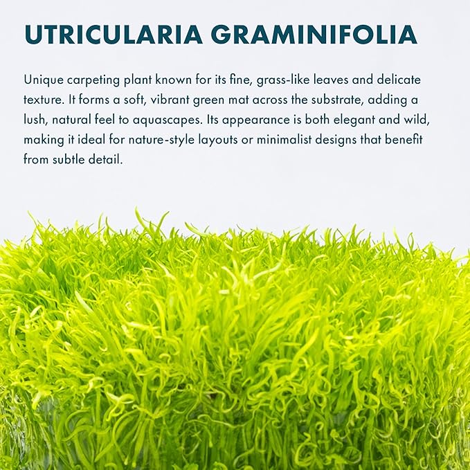 SubstrateSource Live Plant - Utricularia Graminifolia Tissue Culture Aquatic Live Aquarium Plant Grass Carpet for Aquascape - 100% Snail Free in Vitro Cup (Utricularia Graminifolia)