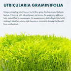 SubstrateSource Live Plant - Utricularia Graminifolia Tissue Culture Aquatic Live Aquarium Plant Grass Carpet for Aquascape - 100% Snail Free in Vitro Cup (Utricularia Graminifolia)