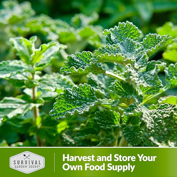 Survival Garden Seeds - Horehound Seeds for Planting - 2 Packets with Instructions to Plant and Grow Beneficial Marrubium Medicinal Herbs in Your Home Vegetable Garden - Non-GMO Heirloom Variety