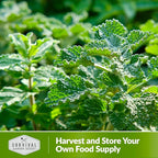 Survival Garden Seeds - Horehound Seeds for Planting - 1 Packet with Instructions to Plant and Grow Beneficial Marrubium Medicinal Herbs in Your Home Vegetable Garden - Non-GMO Heirloom Variety