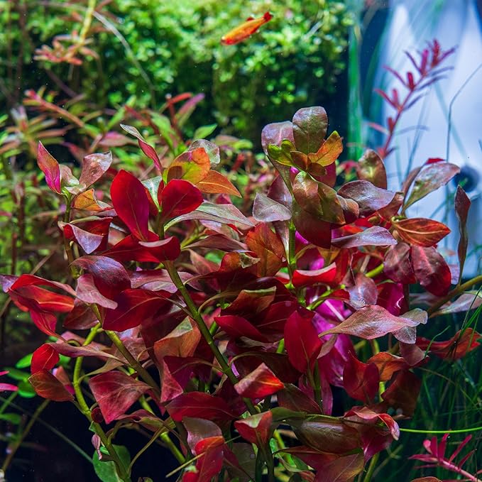 SubstrateSource Live Plant - Ludwigia Ovalis - Easy Care, Moderate to High Light, Green to Orange Accent, Freshwater Aquatic Plant for Aquascaping - Lead Bunch