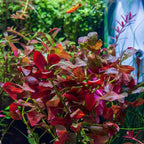 SubstrateSource Live Plant - Ludwigia Ovalis - Easy Care, Moderate to High Light, Green to Orange Accent, Freshwater Aquatic Plant for Aquascaping - Lead Bunch