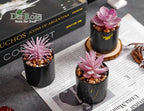 Der Rose 3 Pack Fake Plants Succulents Plants Artificial in Black Pots for Pink Room Decor Aesthetic Home Office Desk Accessories for Women