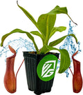 Alata Pitcher Plant - Nepenthes Live Carnivorous Plant by Wellspring Gardens - Easy to Grow Starter Bulbs Great for Nature Lovers & Gardeners - Outdoor & Indoor Aquatic Planting