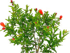 ragnaroc Live Fruit Trees – Punica Granatum Dwarf Pomegranate 9-12” Tall in 4” Pot - 1ct - Color When Flowering Red, Bonsai - Live Arrival Guaranteed - House Plants for Home Decor