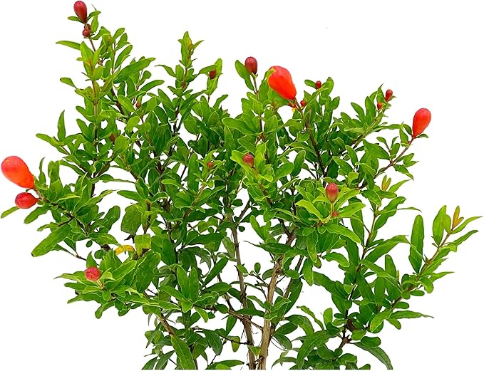 ragnaroc Live Fruit Trees – Punica Granatum Dwarf Pomegranate 9-12” Tall in 4” Pot - 1ct - Color When Flowering Red, Bonsai - Live Arrival Guaranteed - House Plants for Home Decor