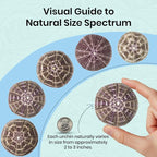 Alfonso Sea Urchins Shells for Air Plants - 6 Alphonse (2-3") Sea Urchin Shells - Hanging Air Plant Holder - Air Plants Live Holders - Air Plant Pot - No Plants Included
