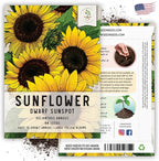 Seed Needs Dwarf Sunspot Sunflower Seeds for Planting Short Yellow Sunflowers - Heirloom & Open Pollinated Annual Cut Flower Seed to Plant 2 Foot Tall Sun Flowers (1 Pack)