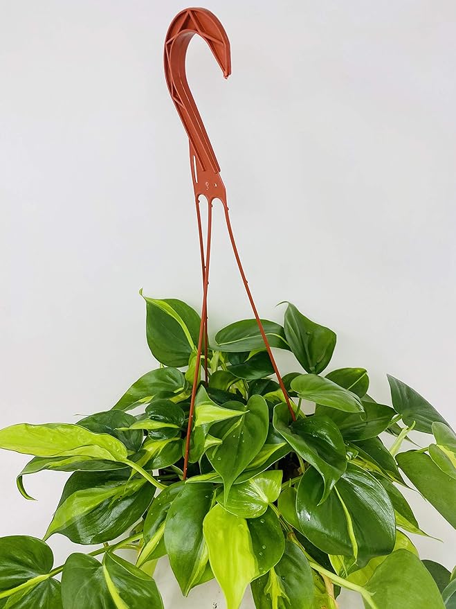 Brazil Philodendron 6" Hanging Basket - Low Light - Easy Care, Green, Modern Style, Air Filtering, Indoor Use