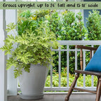 Live Citronella Geranium Plants (2-Pack); Pelargonium Citronella Scented Potted Plants