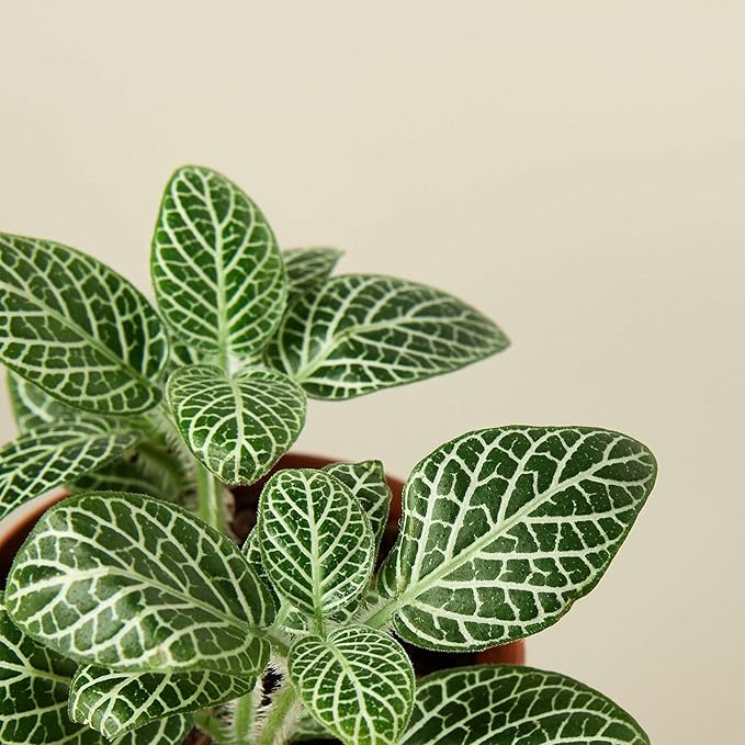Fittonia White Live Plant for Indoor | Different Houseplants in 3'' Pot | Real House Plant for Living Room, Office, Desk & Bathroom | Nerve Plant | Fittonia albivenis