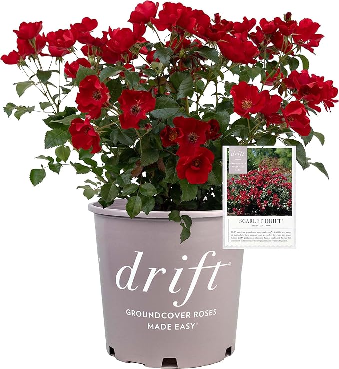 Perfect Plants Scarlet Drift Rose Bush in 1 Gallon Grower's Pot | Compact Flowering Ground Cover | Live Bush with Red Flowers | Easy to Grow | Great for Outdoor Landscape Planting | Zones 5-11