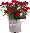 Perfect Plants Scarlet Drift Rose Bush in 1 Gallon Grower's Pot | Compact Flowering Ground Cover | Live Bush with Red Flowers | Easy to Grow | Great for Outdoor Landscape Planting | Zones 5-11