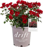 Perfect Plants Scarlet Drift Rose Bush in 1 Gallon Grower's Pot | Compact Flowering Ground Cover | Live Bush with Red Flowers | Easy to Grow | Great for Outdoor Landscape Planting | Zones 5-11