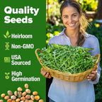 HOME GROWN Arugula Roquette Seeds 4350+ Bulk Pack Heirloom Non-GMO, High Germination, Peppery Salad Greens, Indoor Outdoor Hydroponic Garden, Microgreens, Year-Round Harvest (Eruca vesicaria)