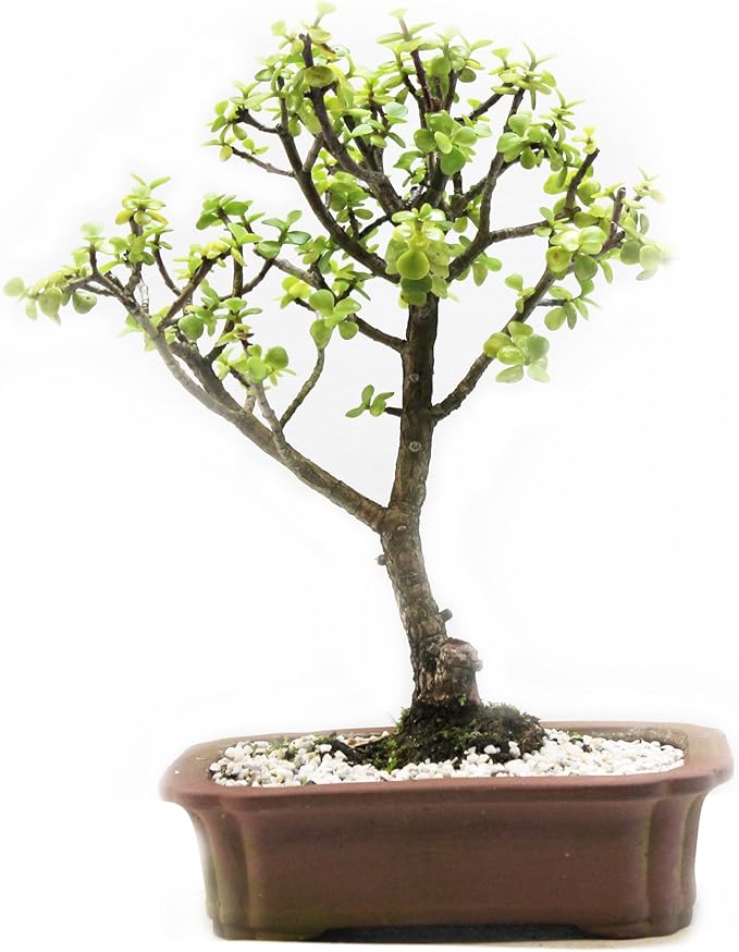 Baby Jade Bonsai Indoor Tree in 6 Inch Pot